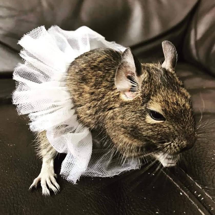 HeartPet-Lola-Profilna