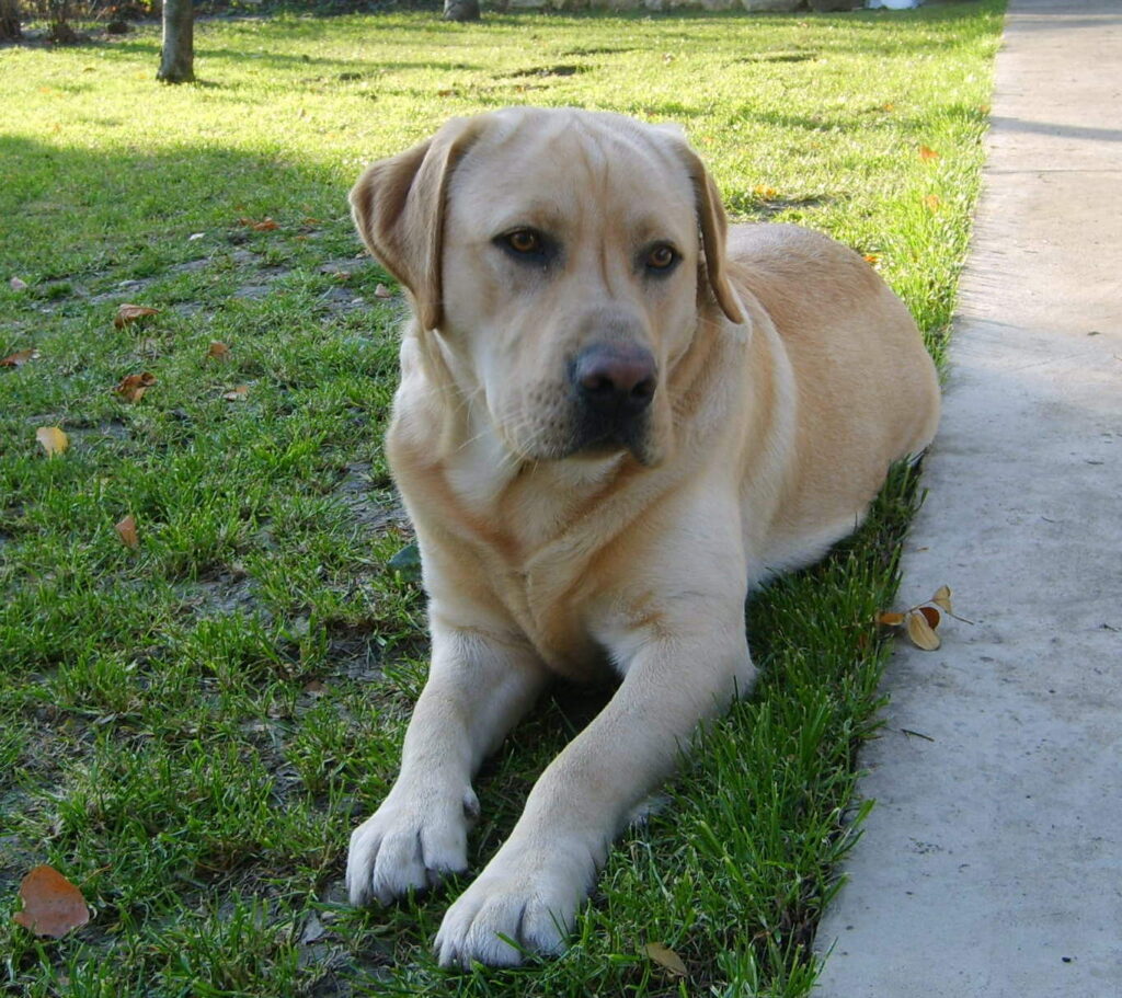 HeartPet Max