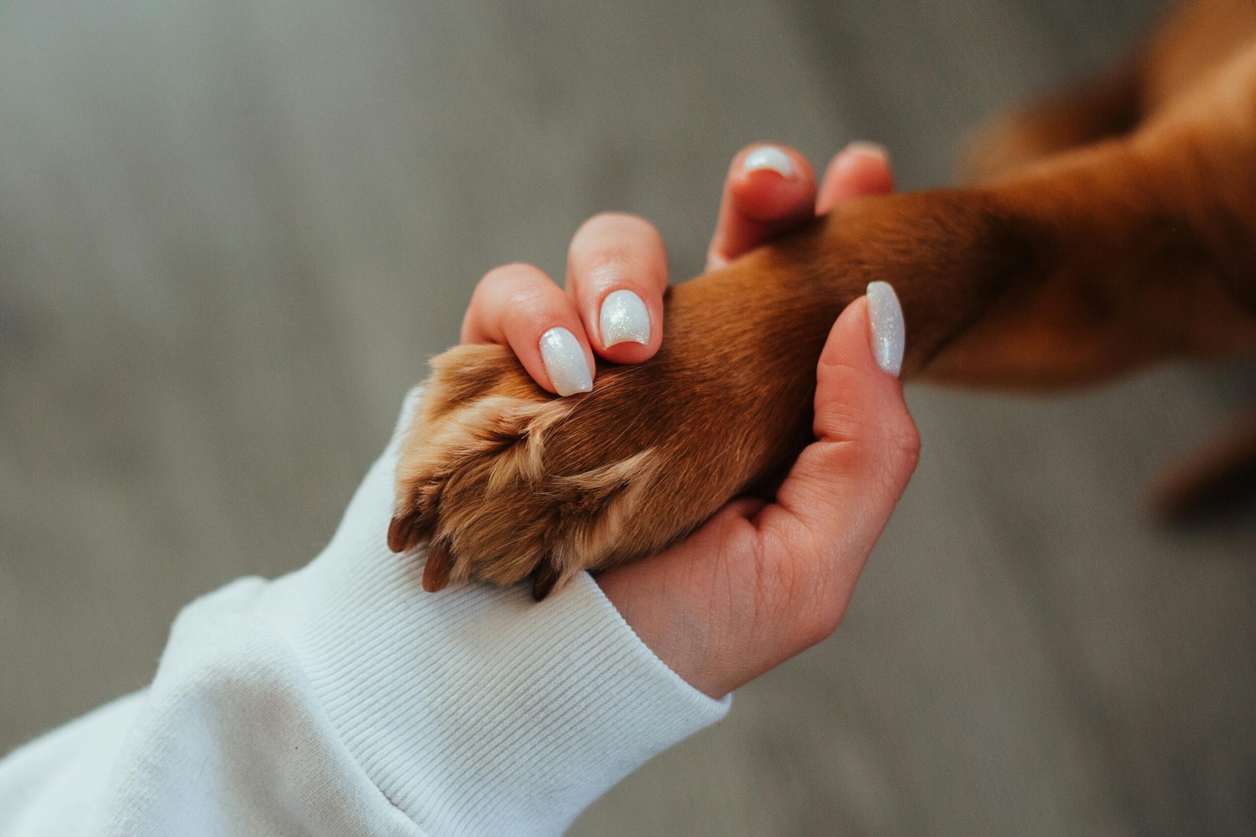 HeartPet blog Gubitak voljenog ljubimca