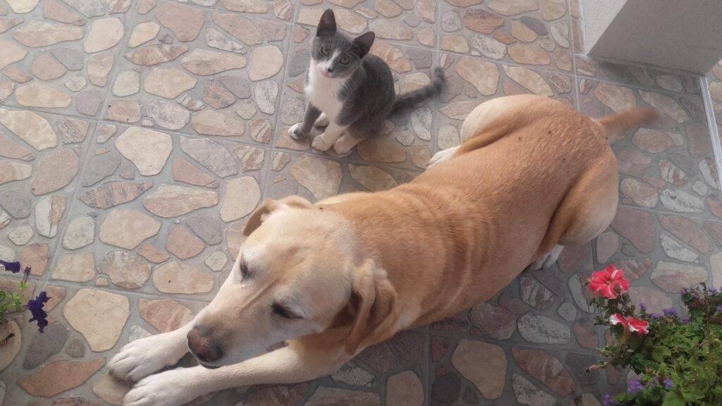 HeartPet maca i kuca