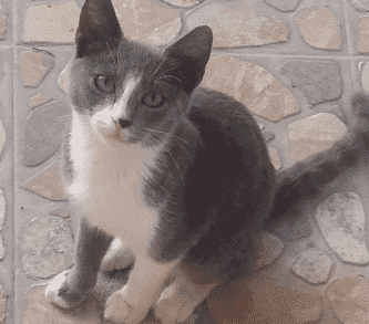HeartPet Peca profil