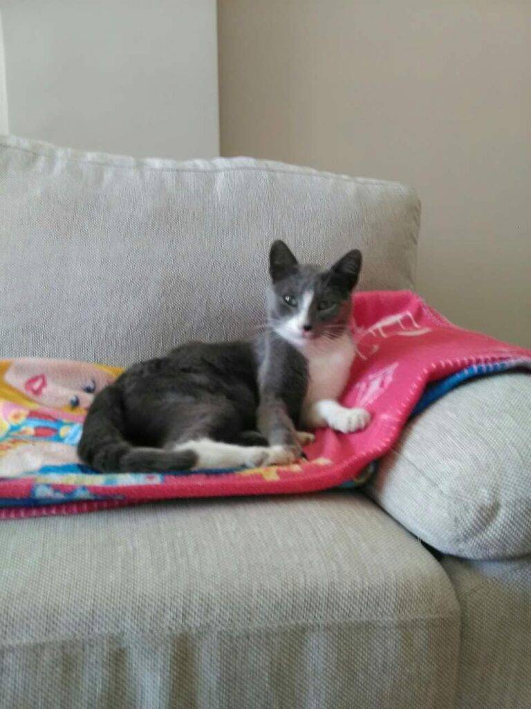 HeartPet sivo beli mačak
