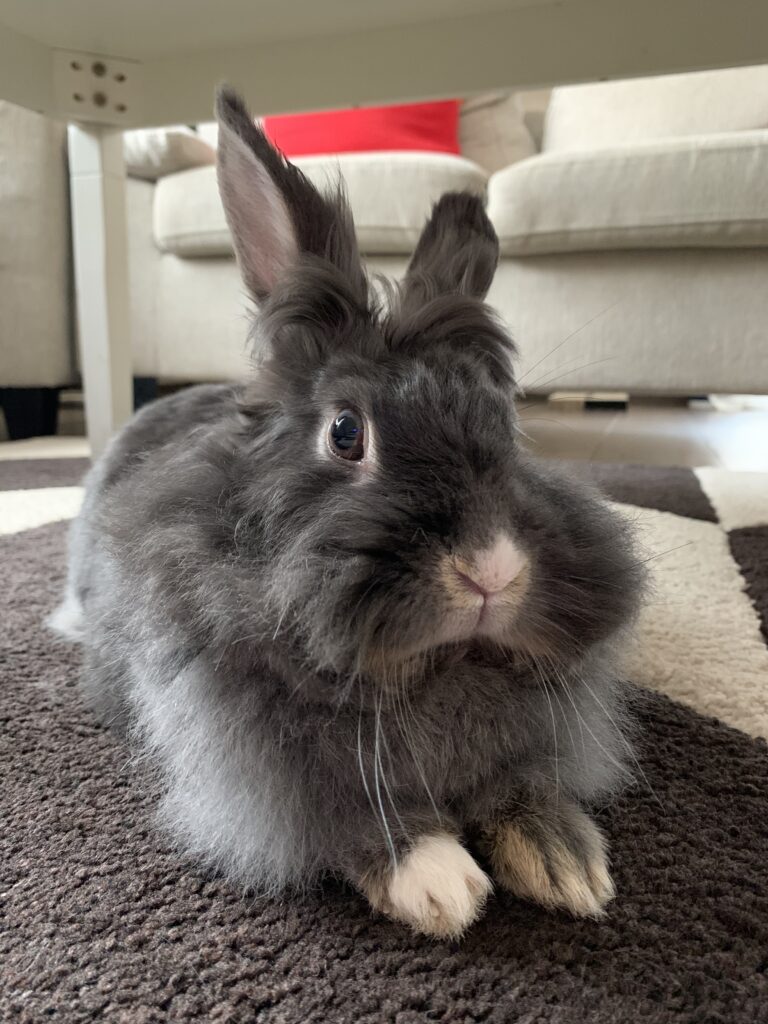 HeartPet Keka profil2