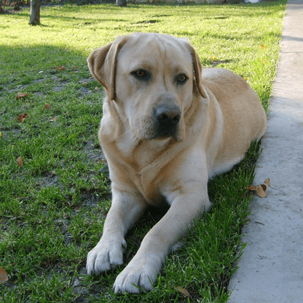 HeartPet Max profile