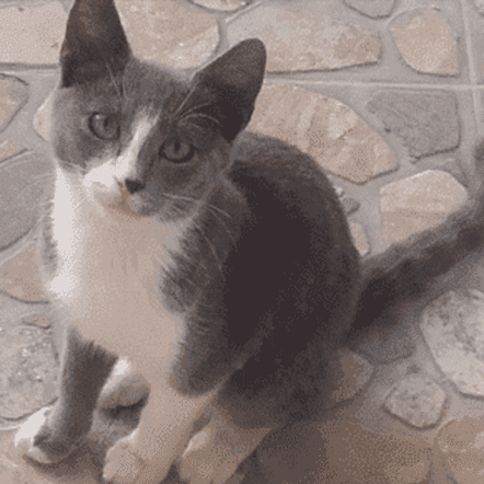 HeartPet Peca profile