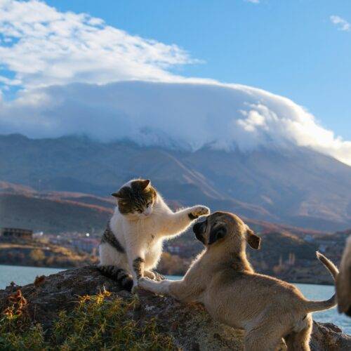 HeartPet blog Omiljeni kućni ljubimci u Srbiji