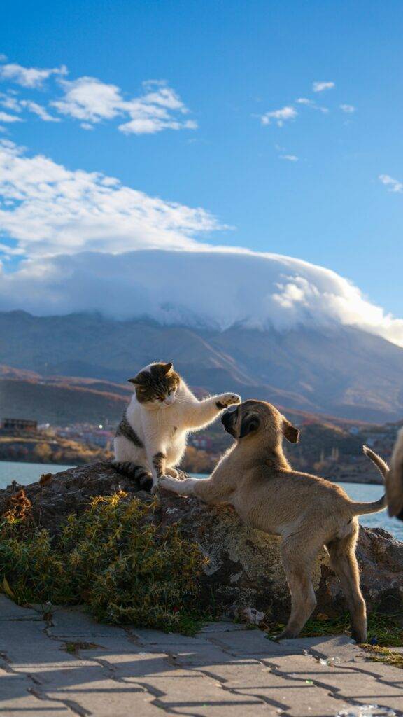 HeartPet blog Omiljeni kućni ljubimci u Srbiji