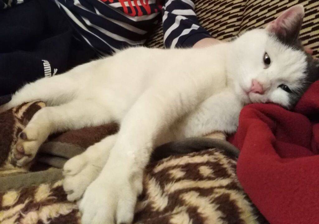 HeartPet Toša mačak