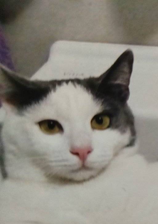 HeartPet Toša za profil