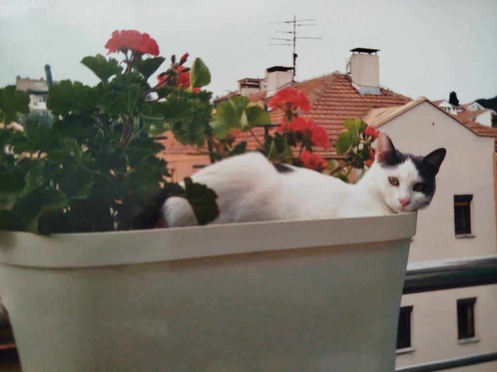 HeartPet Toša u saksiji