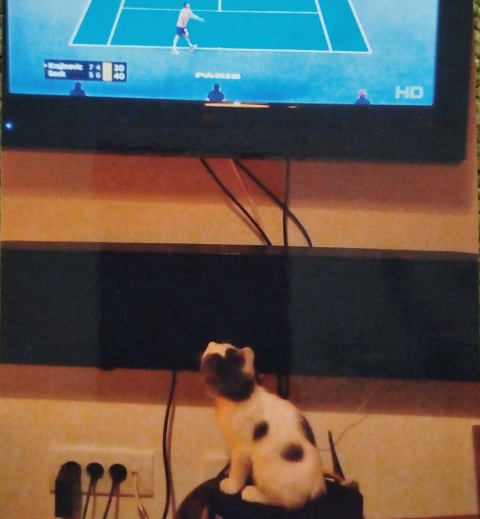 HeartPet Toša mače