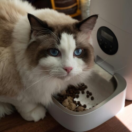 HeartPet blog, hrana za mačke