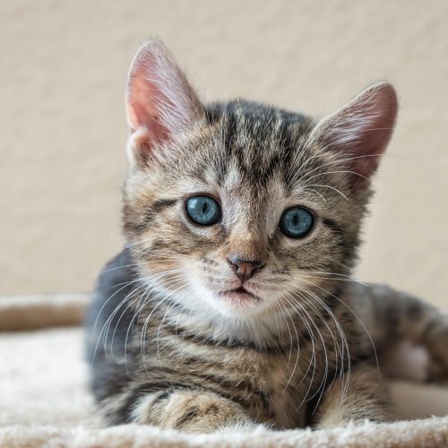 HeartPet Mila profil